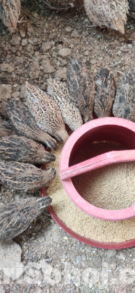 কোয়েল পাখি